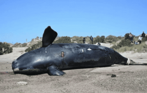 El Instituto de Conservación emitió un nuevo comunicado sobre la muerte de ballenas en Península Valdés