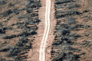 Impacto de la deforestación en el Chaco: 1800 hectáreas desmontadas afectan a ecosistemas protegidos
