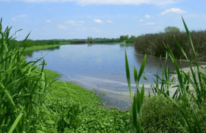 Alerta ambiental en Laguna de Rocha: vecinos advierten que podría perderse el 30% de la superficie protegida