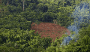 Once países proponen un protocolo de la ONU para combatir a las redes criminales de los delitos ambientales transnacionales