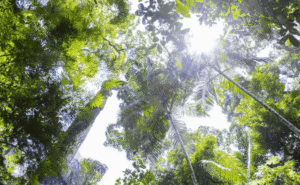 Una fundación donó 78 hectáreas de selva paranaense en 2017 y ahora es una importante reserva natural en Misiones